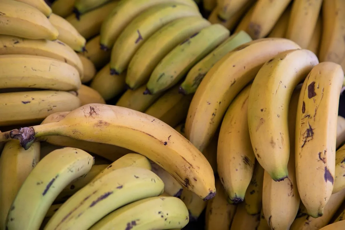 Kiść dojrzałych bananów