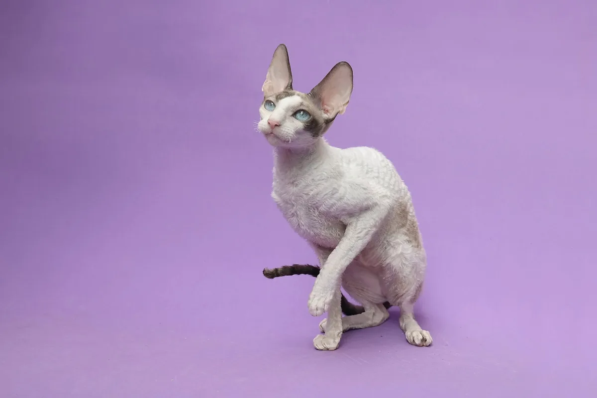 Kot cornish rex o falowanym futrze i dużych uszach