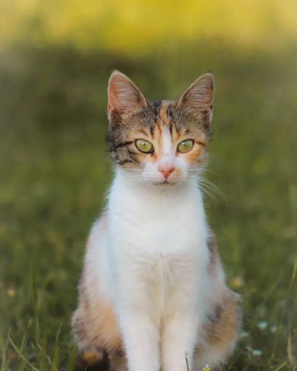 Trójbarwny kot japoński bobtail z krótkim ogonem