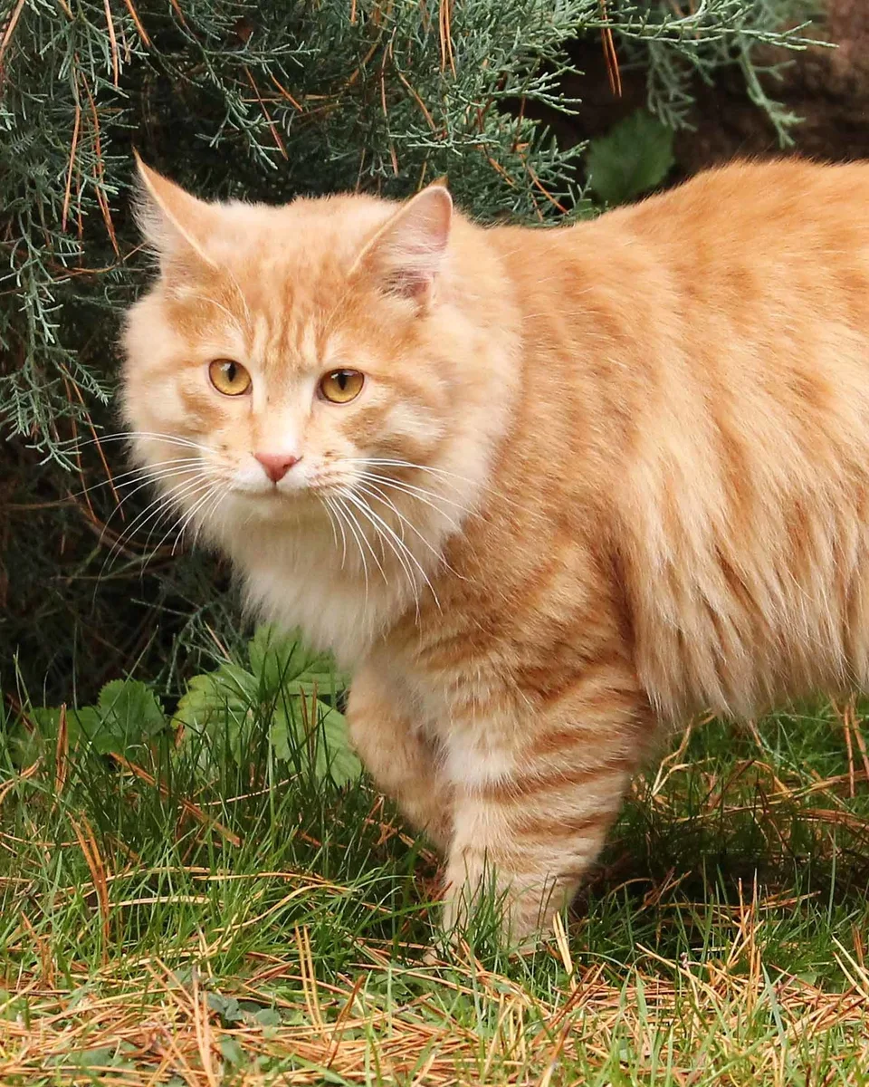 Rudy kot kurylski bobtail z puszystym, krótkim ogonem