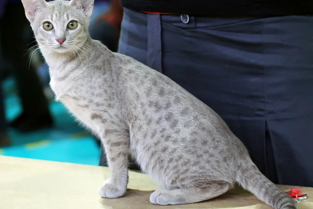 Cętkowany kot ocicat o umięśnionej sylwetce