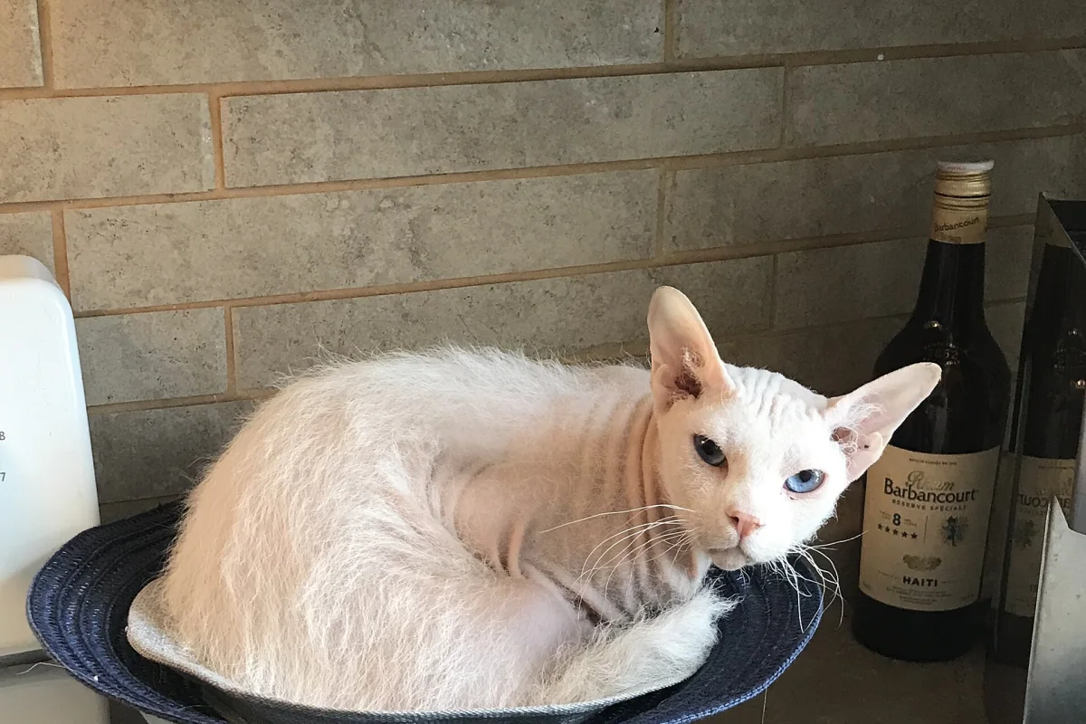 Kot peterbald o typie brush z niebieskimi oczami