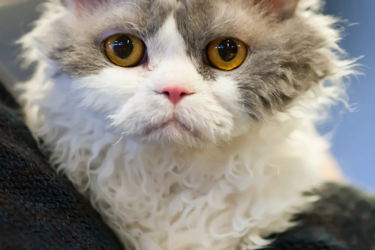 Kot selkirk rex o kręconym, gęstym futrze