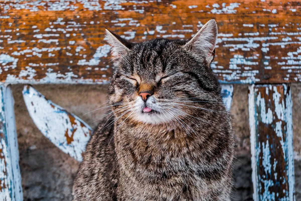 Co oznacza wolne mruganie kota? Koci pocałunek