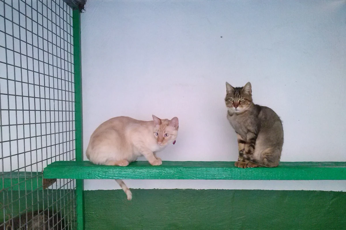 Kot w lecznicy weterynaryjnej