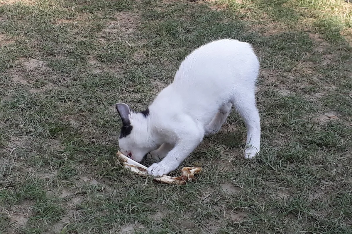 Jak zbilansować dietę BARF dla kota