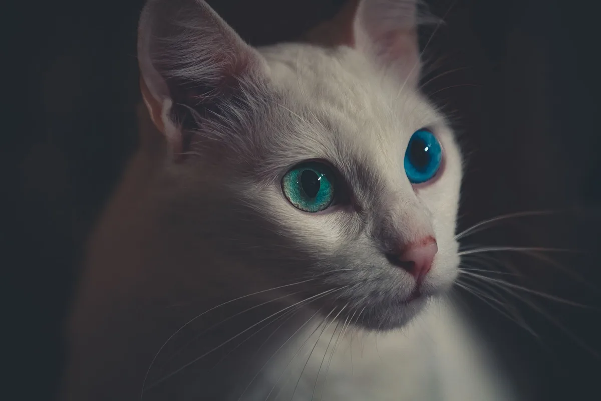 Kot ma różne kolory oczu? Heterochromia