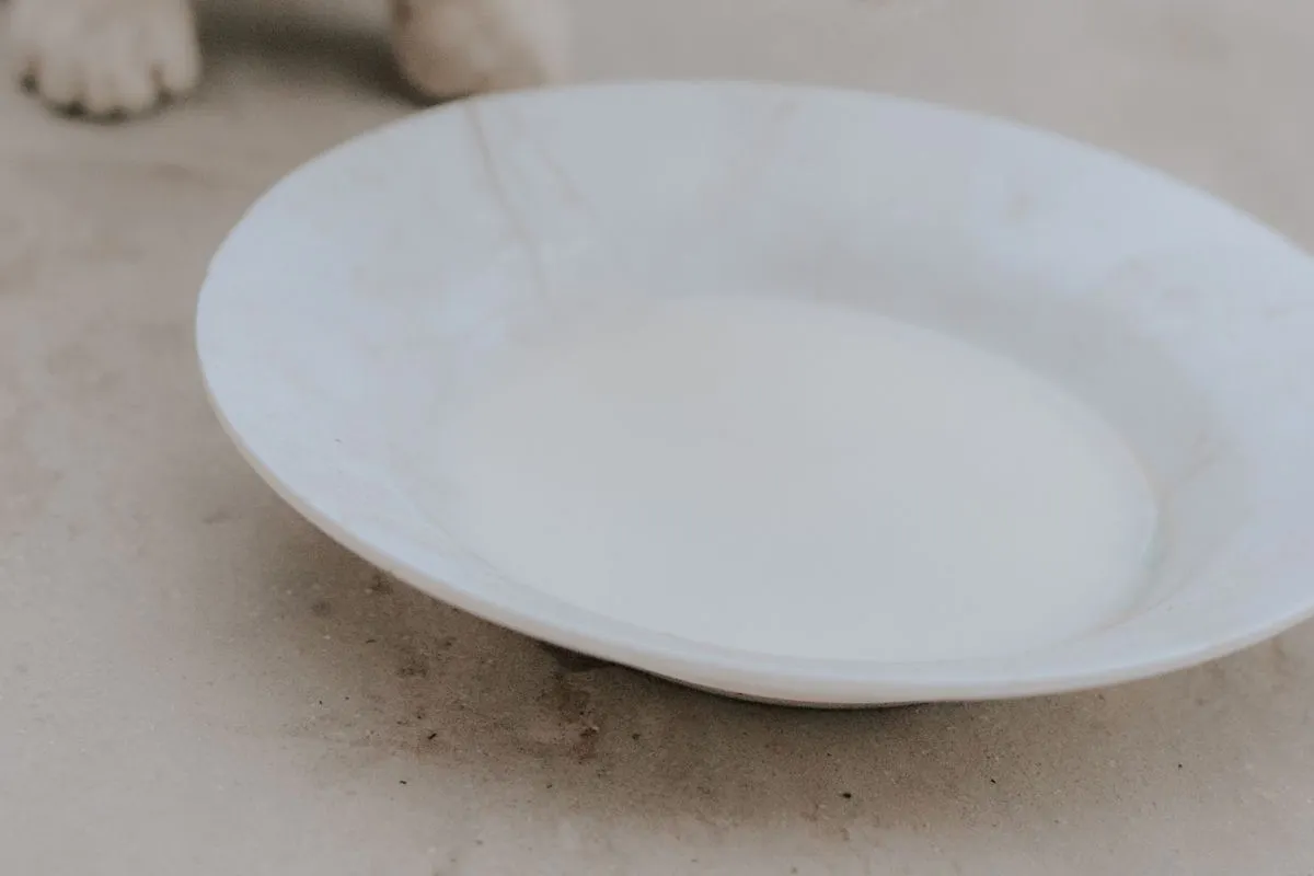 Kocię przy talerzyku z mlekiem
