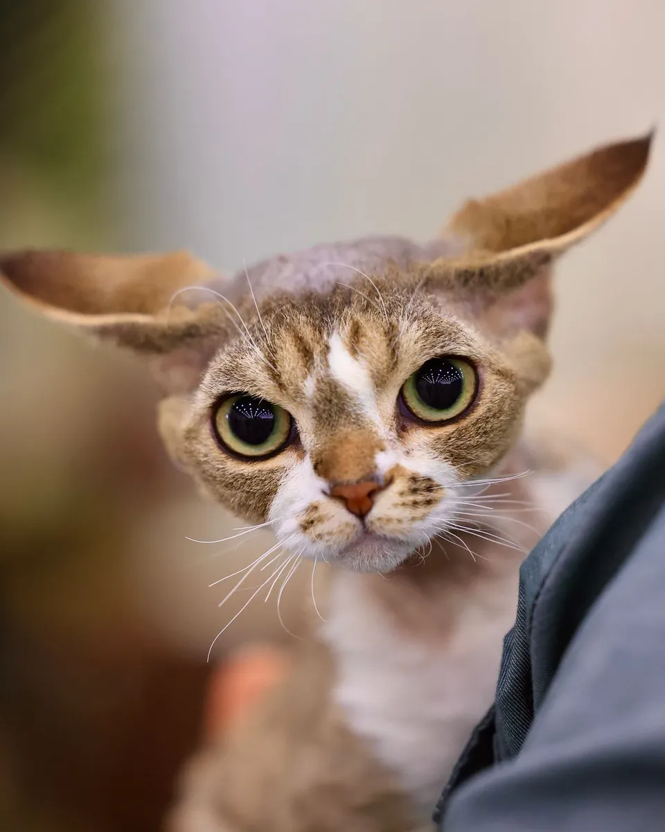 Devon rex o wielkich, nisko osadzonych uszach