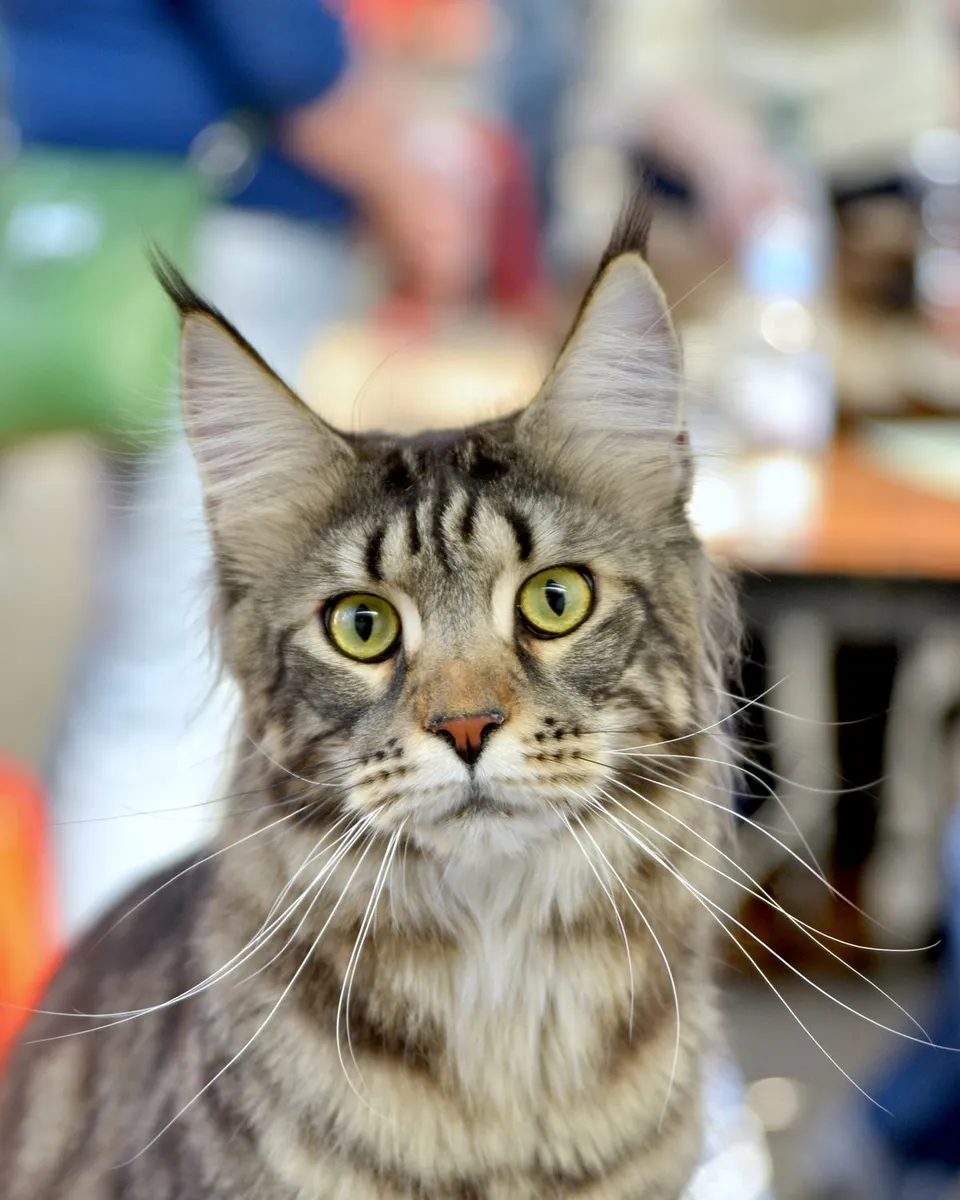 Maine coon z pędzelkami na uszach i długimi wibrysami
